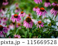 夏の花壇に咲くエキナセア 115669528