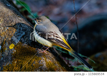 警戒心が強く、水辺を好んであざやかなレモンイエローを纏う綺麗な鳥のキセキレイ 115669534