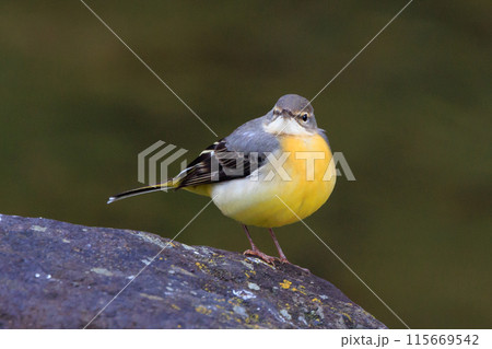 警戒心が強く、水辺を好んであざやかなレモンイエローを纏う綺麗な鳥のキセキレイ 115669542