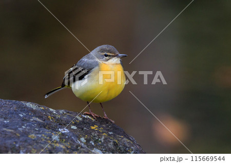 警戒心が強く、水辺を好んであざやかなレモンイエローを纏う綺麗な鳥のキセキレイ 115669544