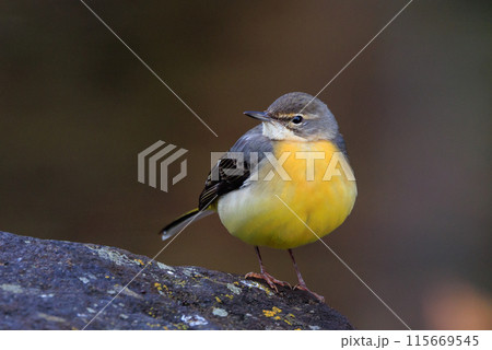 警戒心が強く、水辺を好んであざやかなレモンイエローを纏う綺麗な鳥のキセキレイ 115669545