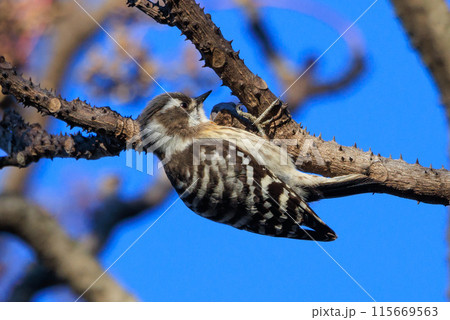 日本で一番小さなキツツキ コゲラ 115669563