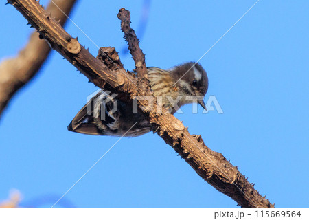 日本で一番小さなキツツキ コゲラ 115669564