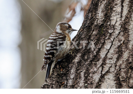 日本で一番小さなキツツキ コゲラ 115669581