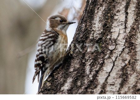 日本で一番小さなキツツキ コゲラ 日本で一番小さなキツツキ コゲラ 115669582