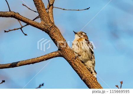 日本で一番小さなキツツキ コゲラ 115669595