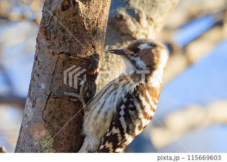 日本で一番小さなキツツキ コゲラ 日本で一番小さなキツツキ コゲラ 115669603