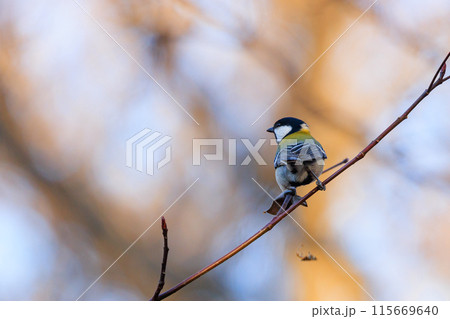 胸のネクタイが可愛らしい身近な野鳥 シジュウカラ 胸のネクタイが可愛らしい身近な野鳥 シジュウカラ 115669640