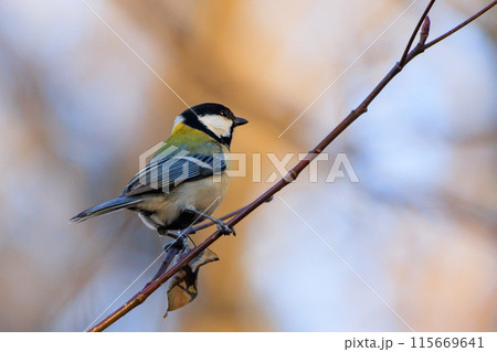 胸のネクタイが可愛らしい身近な野鳥 シジュウカラ 115669641