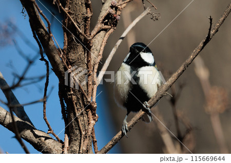 胸のネクタイが可愛らしい身近な野鳥 シジュウカラ 115669644
