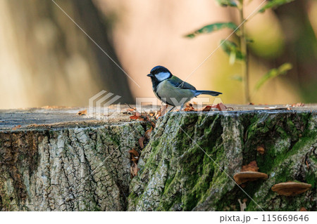 胸のネクタイが可愛らしい身近な野鳥 シジュウカラ 胸のネクタイが可愛らしい身近な野鳥 シジュウカラ 115669646