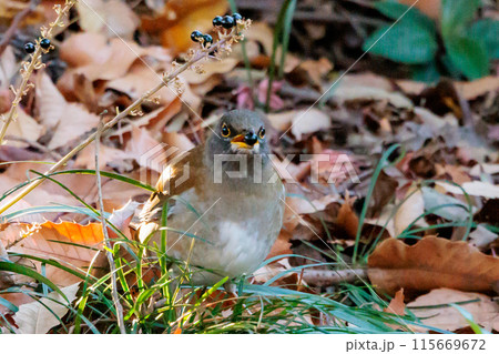 単独行動が好きでピョンピョン跳ねて食べ物を探す冬鳥 シロハラ 単独行動が好きでピョンピョン跳ねて食べ物を探す冬鳥 シロハラ 115669672