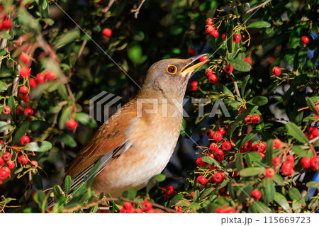 単独行動が好きでピョンピョン跳ねて食べ物を探す冬鳥　シロハラ 115669723