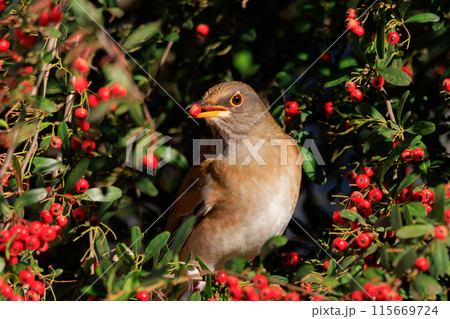 単独行動が好きでピョンピョン跳ねて食べ物を探す冬鳥 シロハラ 単独行動が好きでピョンピョン跳ねて食べ物を探す冬鳥 シロハラ 115669724