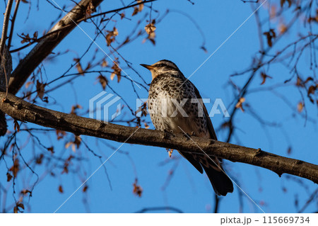 夏になって渡りで姿を消すと鳴き声が聞こえなくなることからツグミの名が付いた冬鳥 115669734