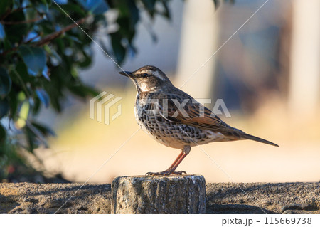 夏になって渡りで姿を消すと鳴き声が聞こえなくなることからツグミの名が付いた冬鳥 115669738