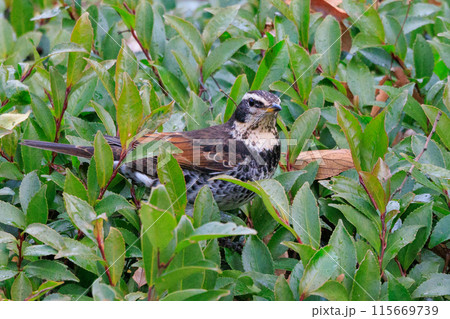 夏になって渡りで姿を消すと鳴き声が聞こえなくなることからツグミの名が付いた冬鳥 115669739