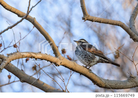 夏になって渡りで姿を消すと鳴き声が聞こえなくなることからツグミの名が付いた冬鳥 115669749