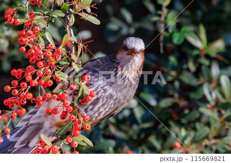 賑やかで目立つために日本では身近でも海外では珍鳥 ヒヨドリ 115669821