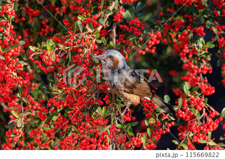 賑やかで目立つために日本では身近でも海外では珍鳥 ヒヨドリ 賑やかで目立つために日本では身近でも海外では珍鳥 ヒヨドリ 115669822