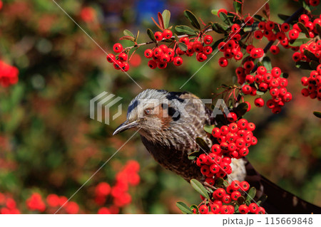 賑やかで目立つために日本では身近でも海外では珍鳥 ヒヨドリ 115669848