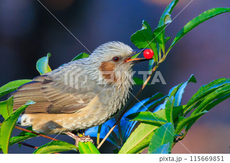 賑やかで目立つために日本では身近でも海外では珍鳥 ヒヨドリ 115669851