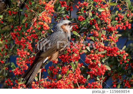 賑やかで目立つために日本では身近でも海外では珍鳥 ヒヨドリ 115669854