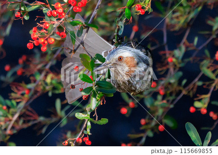 賑やかで目立つために日本では身近でも海外では珍鳥 ヒヨドリ 115669855