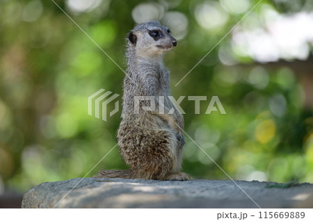 ミーアキャット 115669889