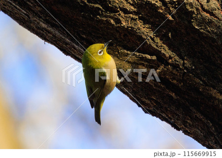 ウグイスと間違われる緑色の綺麗な体と白い眼鏡が特徴の鳥メジロ 115669915