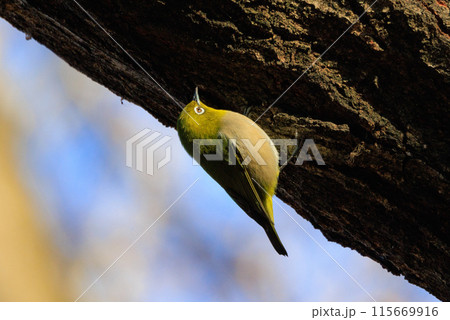 ウグイスと間違われる緑色の綺麗な体と白い眼鏡が特徴の鳥メジロ ウグイスと間違われる緑色の綺麗な体と白い眼鏡が特徴の鳥メジロ 115669916