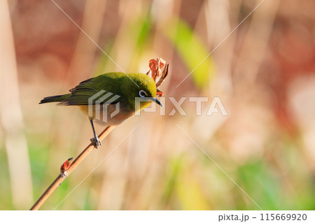 ウグイスと間違われる緑色の綺麗な体と白い眼鏡が特徴の鳥メジロ 115669920