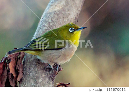 ウグイスと間違われる緑色の綺麗な体と白い眼鏡が特徴の鳥メジロ 115670011