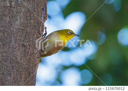 ウグイスと間違われる緑色の綺麗な体と白い眼鏡が特徴の鳥メジロ 115670012