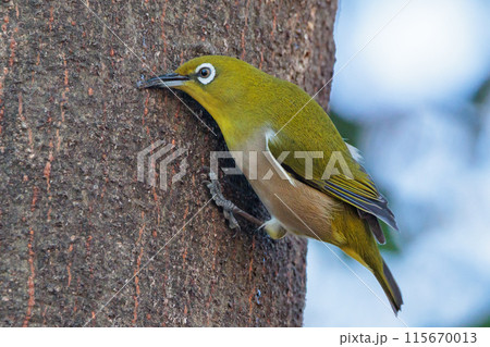 ウグイスと間違われる緑色の綺麗な体と白い眼鏡が特徴の鳥メジロ 115670013