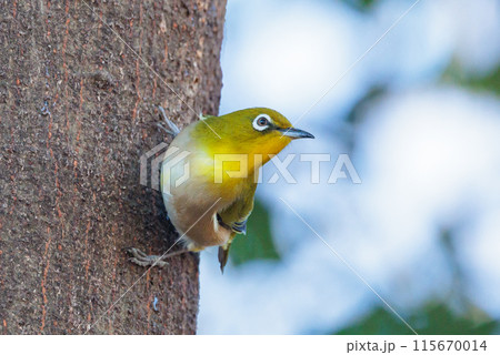 ウグイスと間違われる緑色の綺麗な体と白い眼鏡が特徴の鳥メジロ 115670014