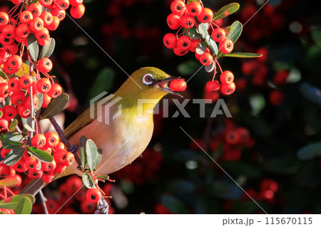 ウグイスと間違われる緑色の綺麗な体と白い眼鏡が特徴の鳥メジロ 115670115