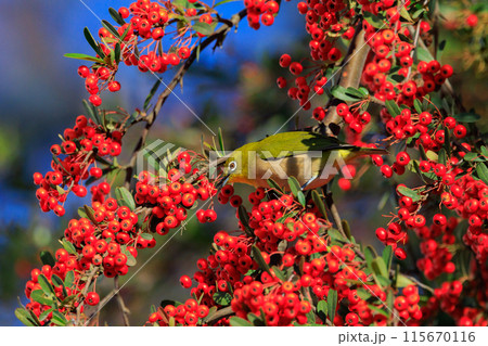 ウグイスと間違われる緑色の綺麗な体と白い眼鏡が特徴の鳥メジロ 115670116