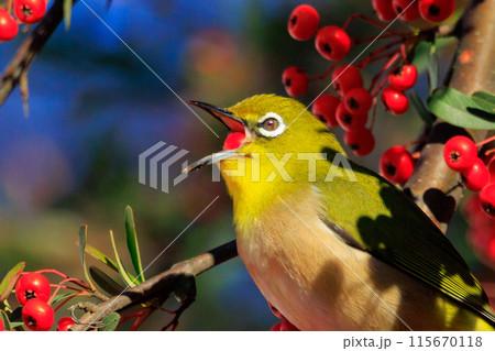 ウグイスと間違われる緑色の綺麗な体と白い眼鏡が特徴の鳥メジロ 115670118