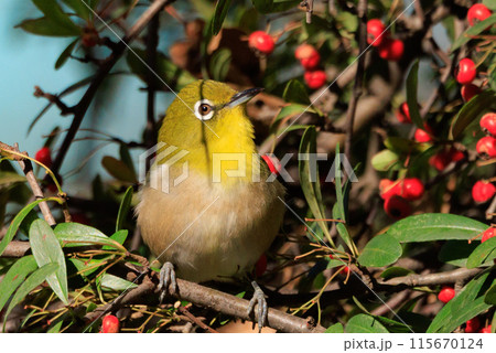ウグイスと間違われる緑色の綺麗な体と白い眼鏡が特徴の鳥メジロ 115670124