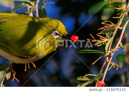 ウグイスと間違われる緑色の綺麗な体と白い眼鏡が特徴の鳥メジロ 115670133