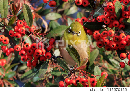 ウグイスと間違われる緑色の綺麗な体と白い眼鏡が特徴の鳥メジロ 115670136