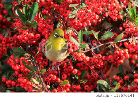 ウグイスと間違われる緑色の綺麗な体と白い眼鏡が特徴の鳥メジロ 115670141