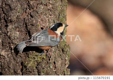 鳴き真似や芸をこなす器用な鳥 ヤマガラ 鳴き真似や芸をこなす器用な鳥 ヤマガラ 115670191