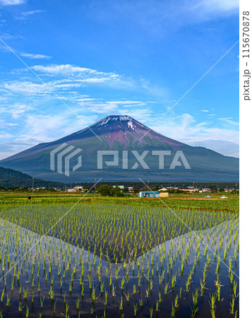 山梨県・水を張った田んぼに映る逆さ富士（初夏イメージ） 115670878