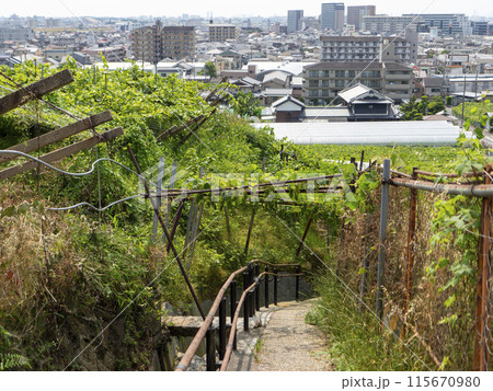 柏原市の高尾山斜面に続くぶどうの並木道 115670980