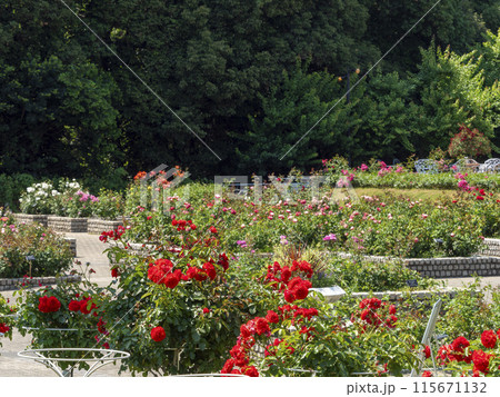 薔薇の花が咲く長居植物園の薔薇園 115671132