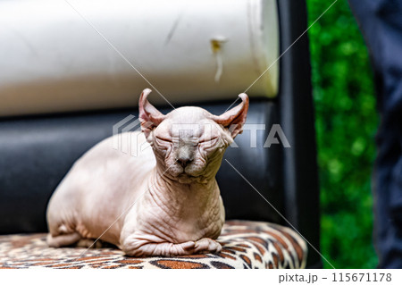 A sphynx cat is laying on a chair 115671178