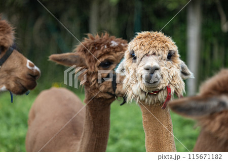 Three brown and white llamas are standing in a field 115671182