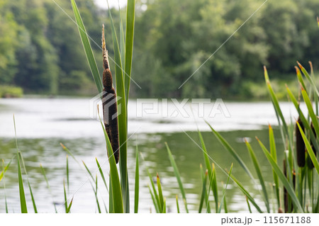 A plant with a long stem is growing in the water A plant with a long stem is growing in the water 115671188